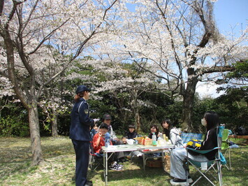 桜に見とれて事故を起こさないように