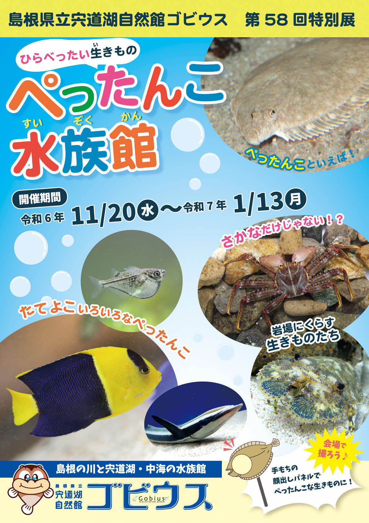 【ゴビウス】第58回特別展「ぺったんこ水族館」